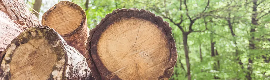 Landschaft mit Wasserfall – Symbol für die konstante Kraft nachhaltiger Energie